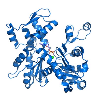 酶和蛋白质